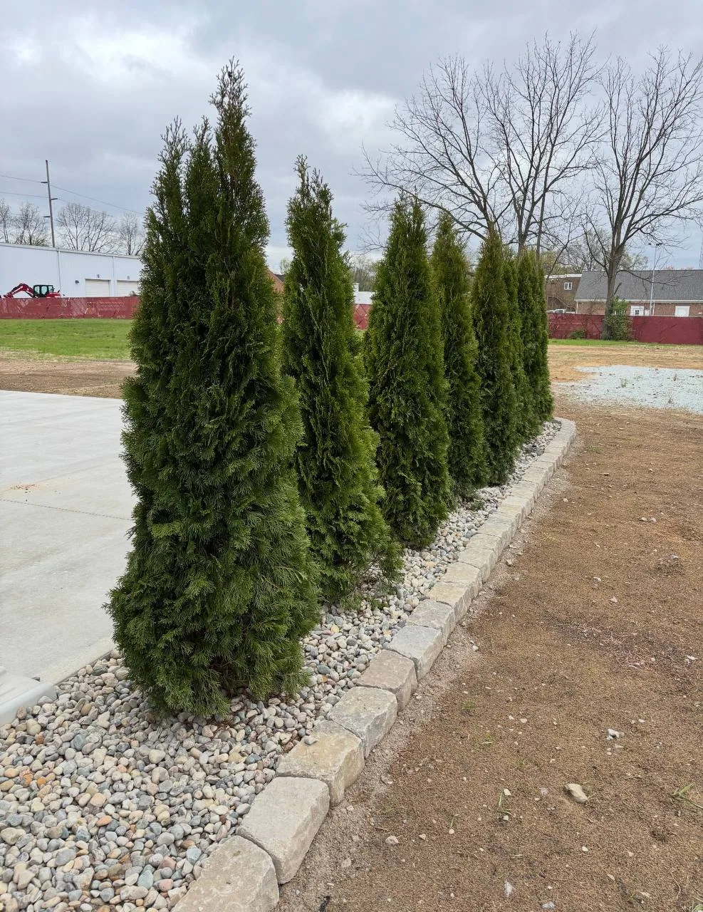 Terramorph Arborvitae privacy row planting