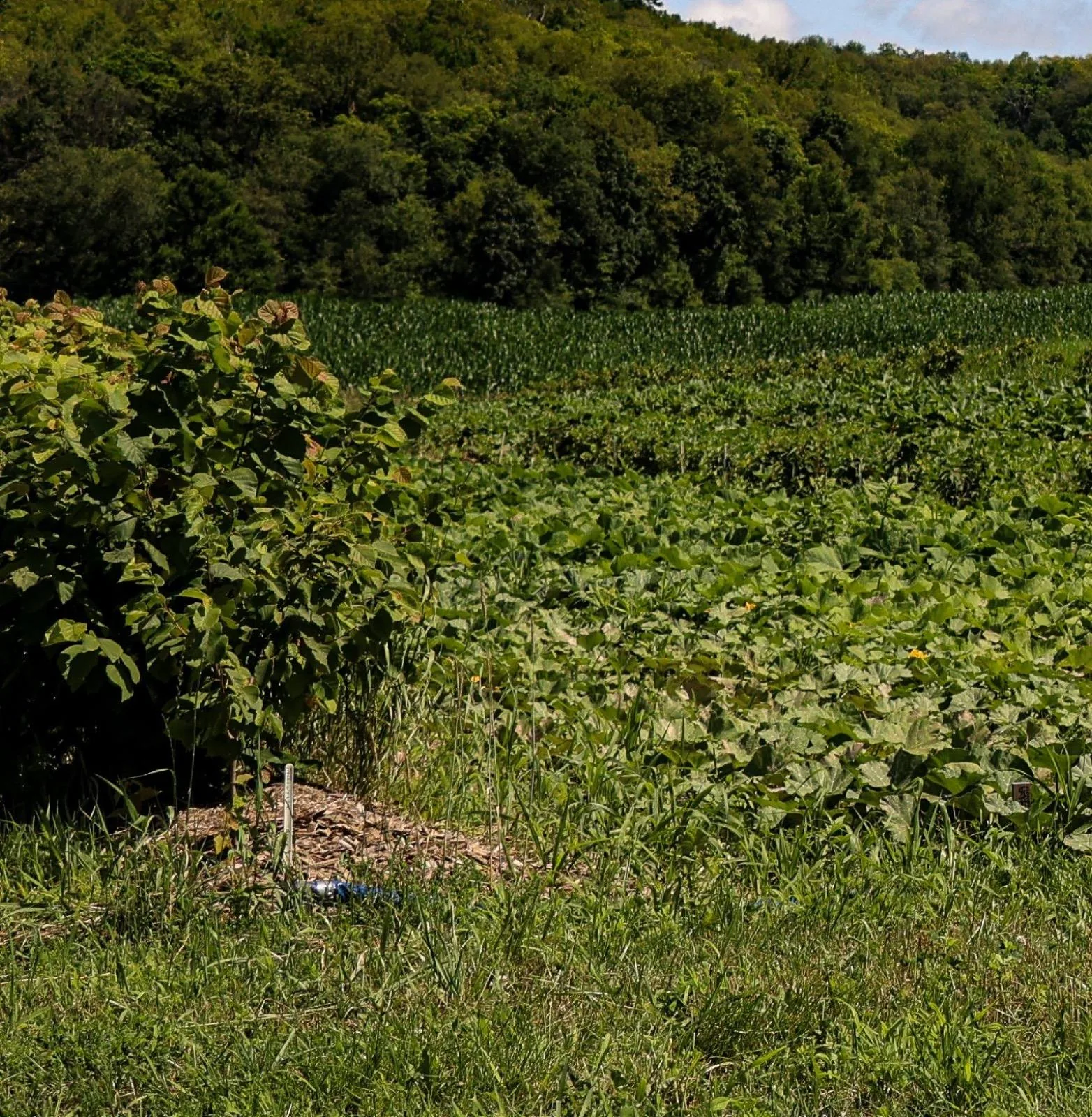 Rows of young fruit shrubs and trees with squash growing between them in an agroforestry planting
