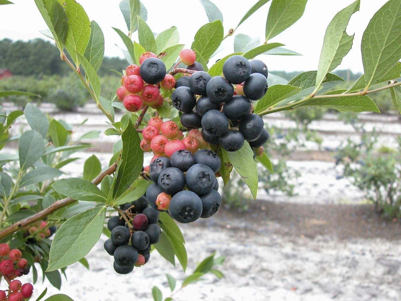 Clusters of ripe blue and ripening red blueberries on a bush