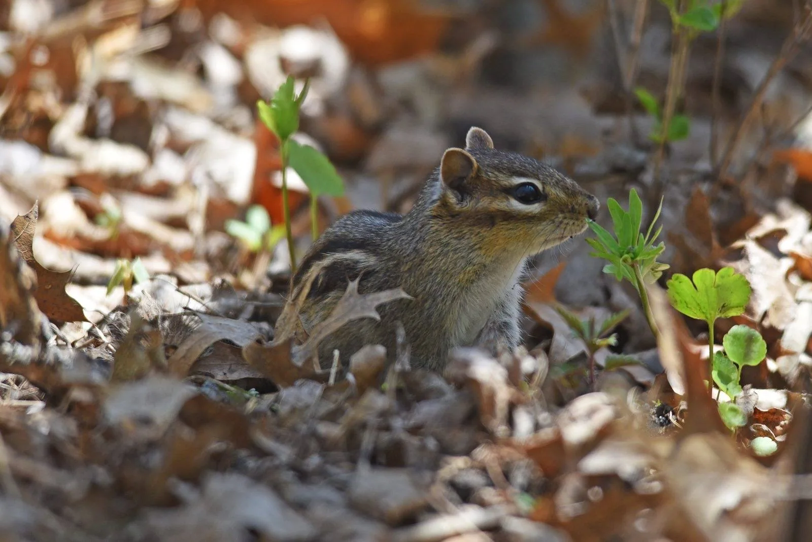 Eastern chipmunk foraging in fallen leaves among young seedlings
