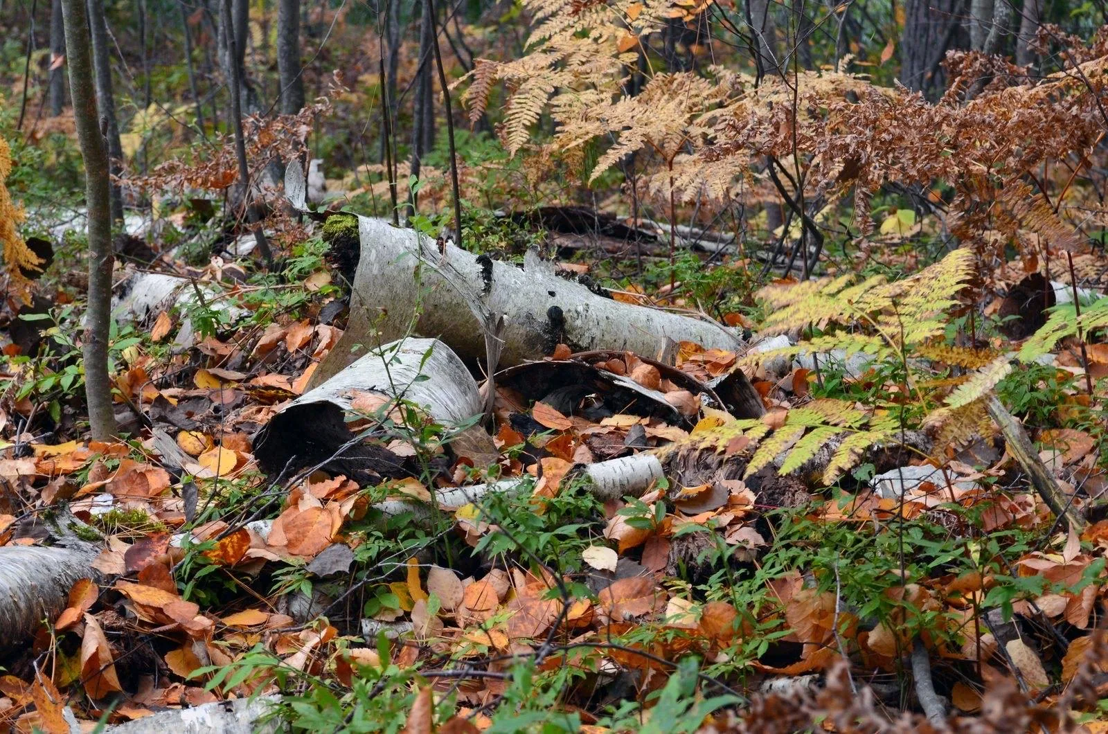 Decaying logs, ferns and fallen leaves building soil on a forest floor