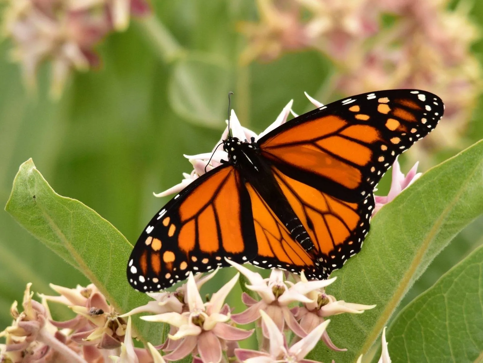 Monarch butterfly feeding on pink showy milkweed flowers, a host plant for monarch caterpillars