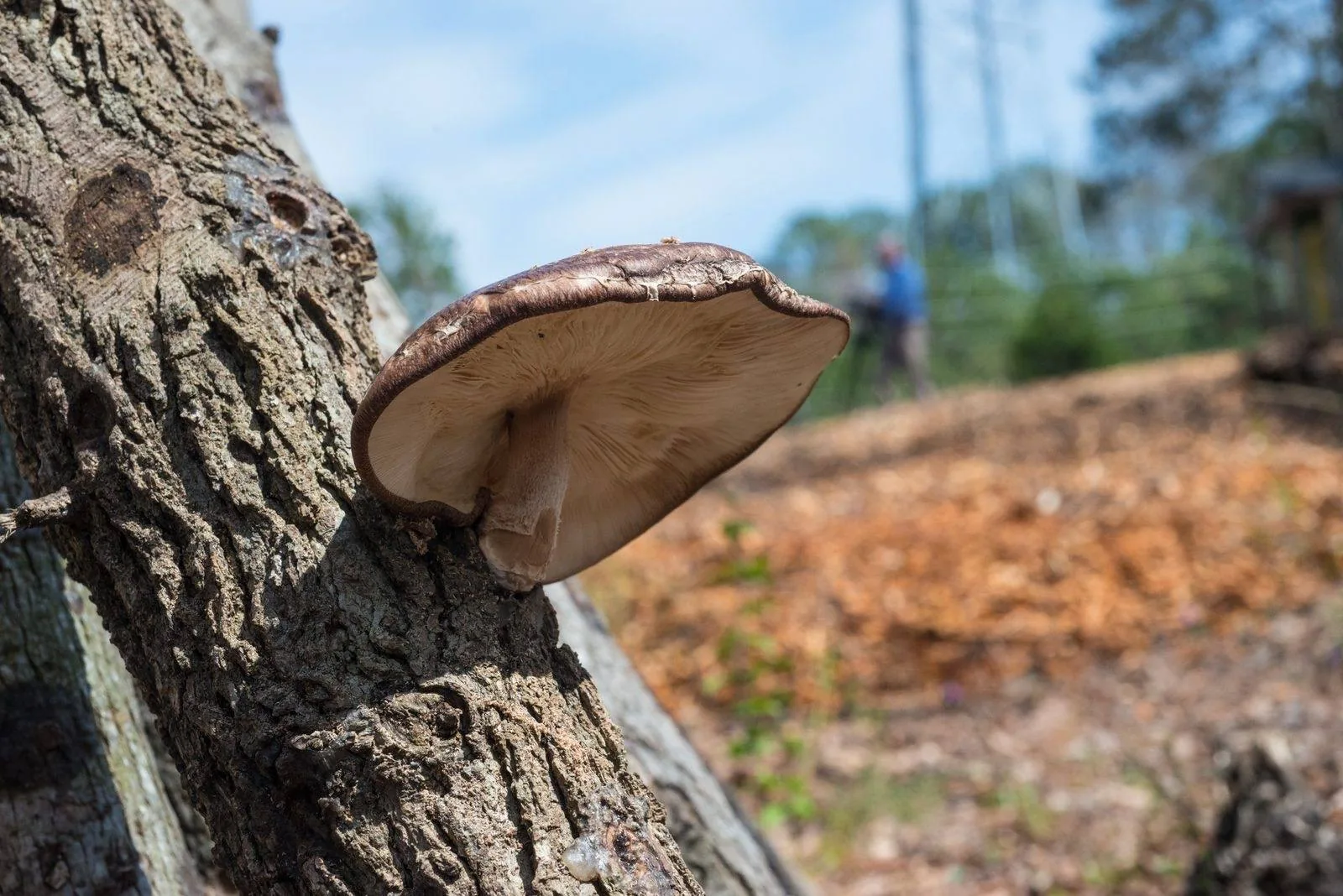 Edible mushroom growing from a cultivation log in a shaded wood-chip garden