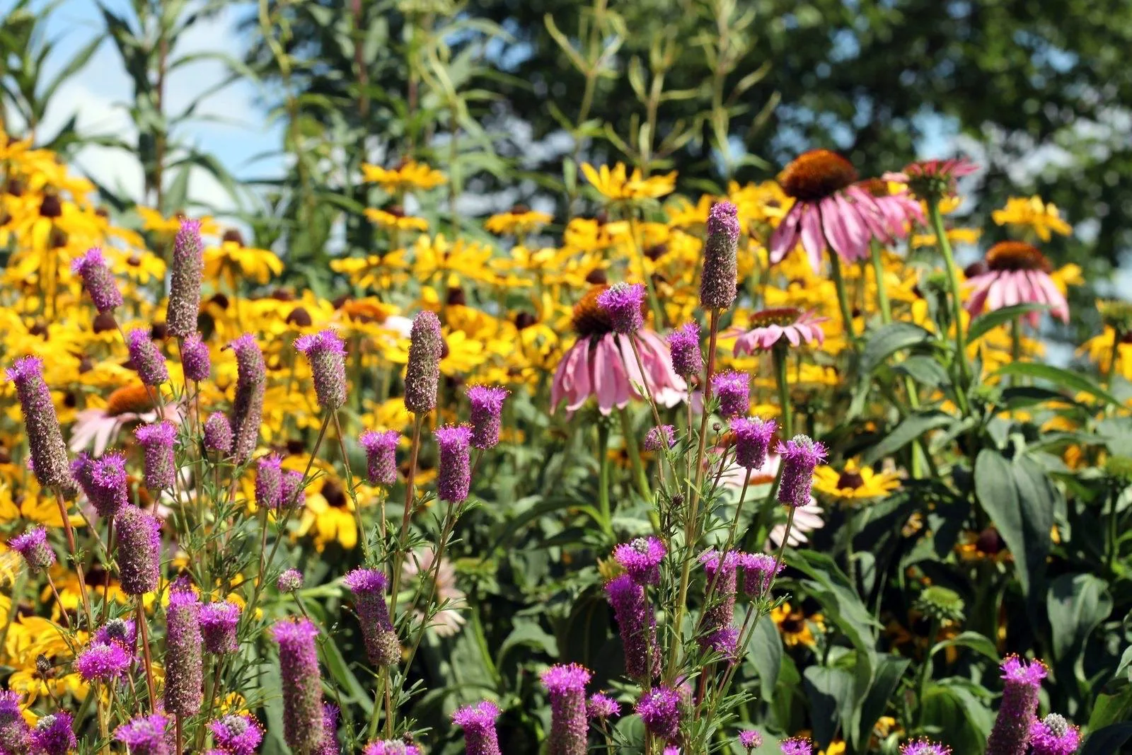 Native pollinator garden with purple coneflowers, prairie clover and black-eyed Susans in full summer bloom