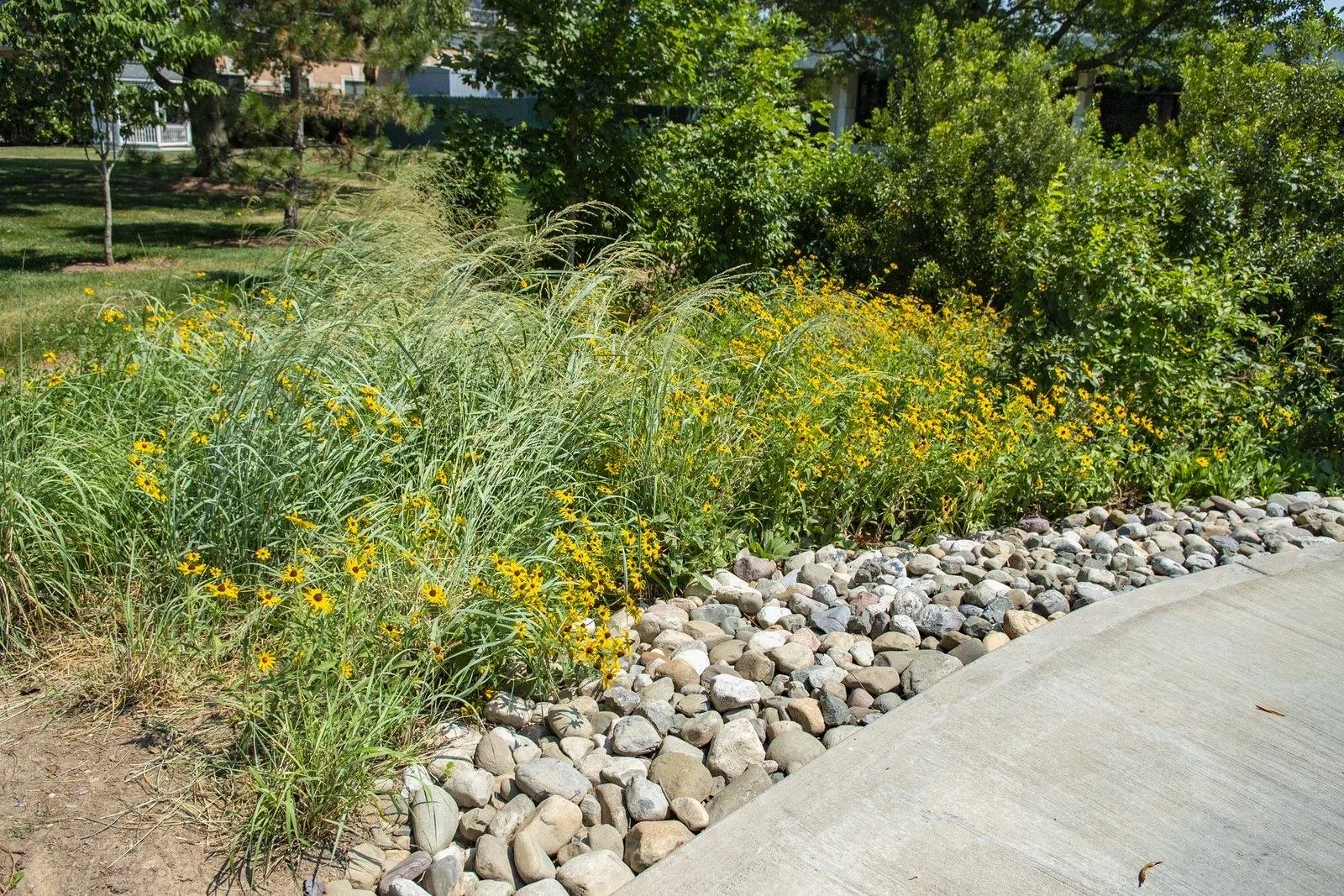 Rain garden of native grasses and black-eyed Susans with a river-rock edge beside a path