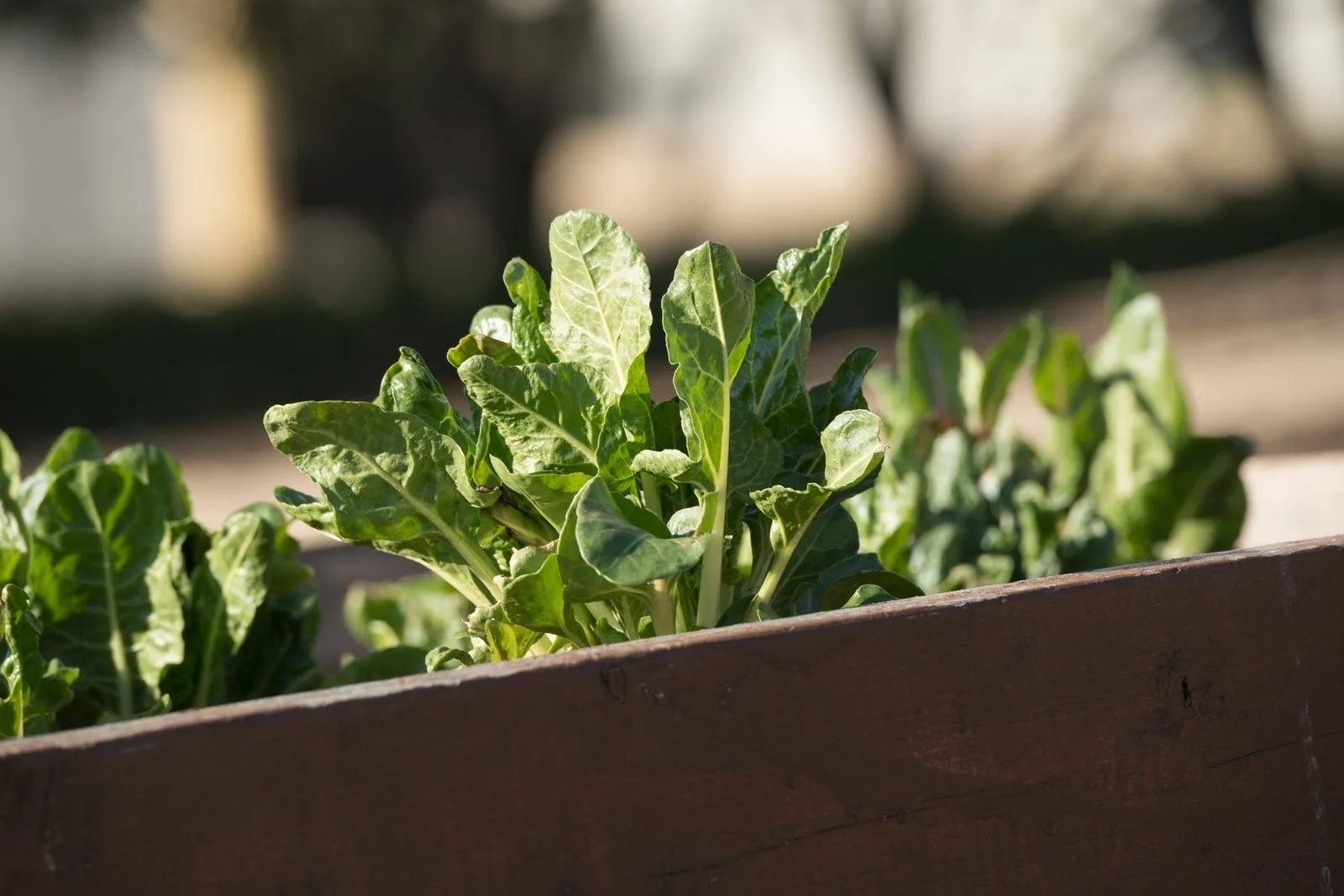 Leafy greens growing in a wooden raised garden bed