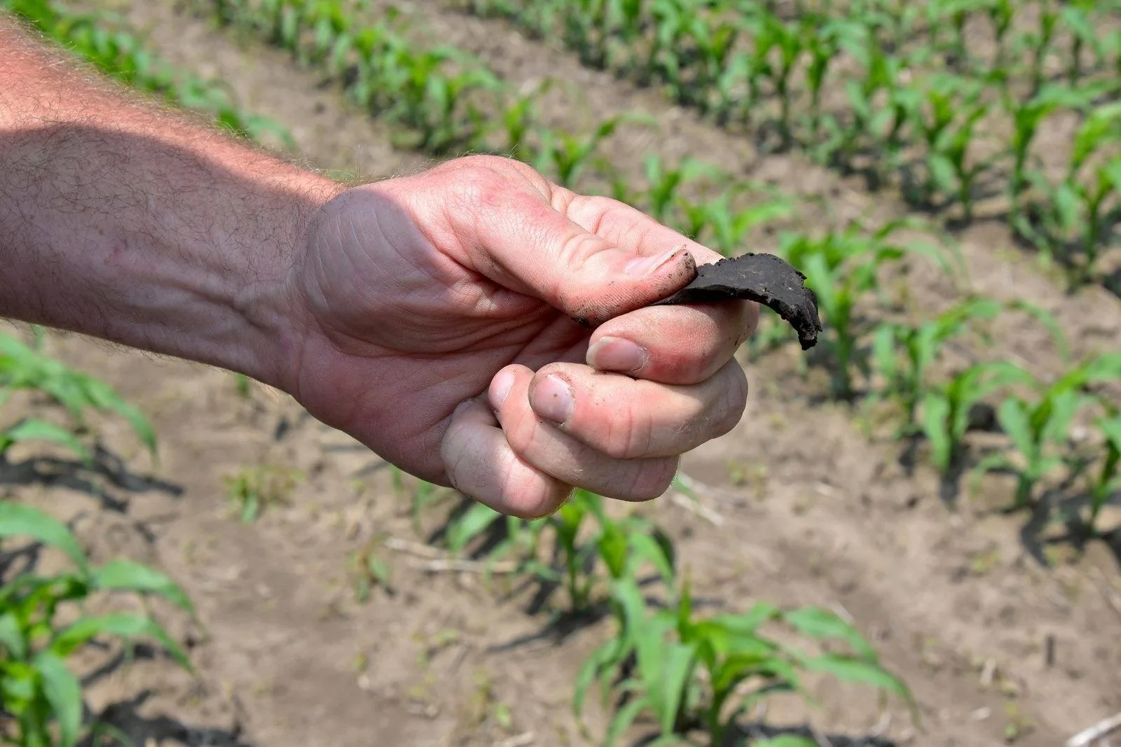 Hand pressing a soil ribbon to test texture beside rows of young corn