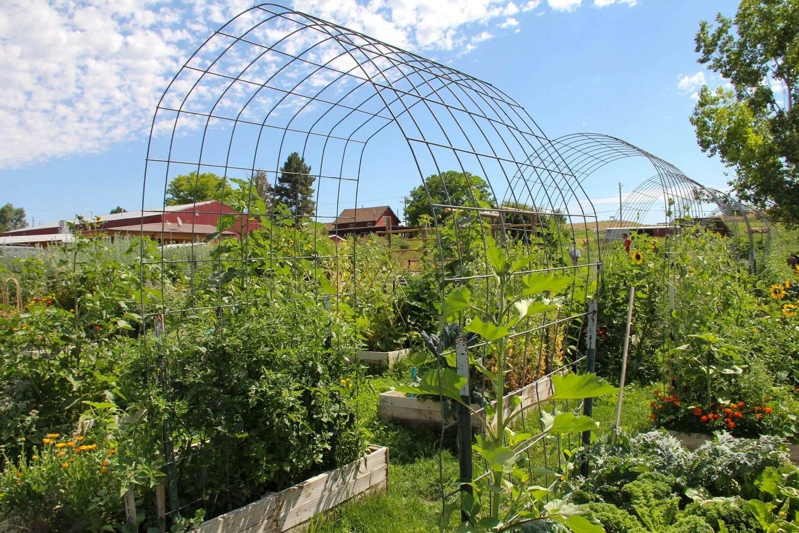 Productive vegetable garden with raised beds and tall hoop frames on a sunny day