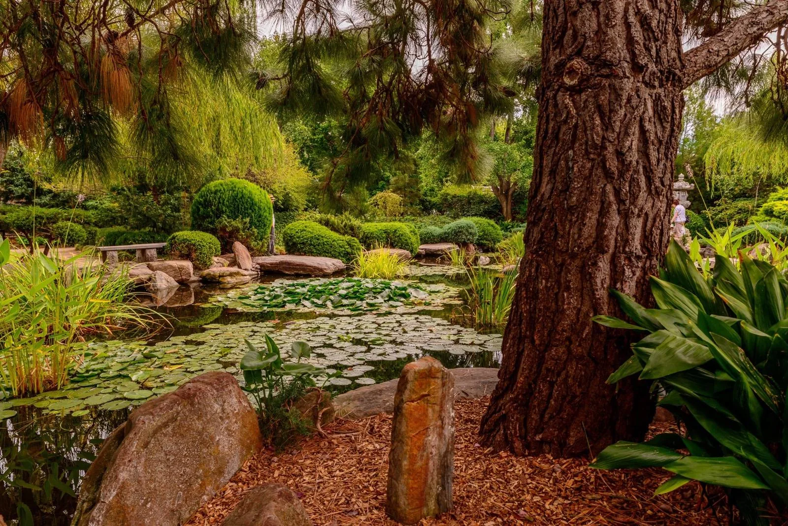 Garden wildlife pond with water lilies, boulders and native-style plantings
